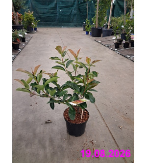 Photinia fraseri 'Red Select' C 2,5 L